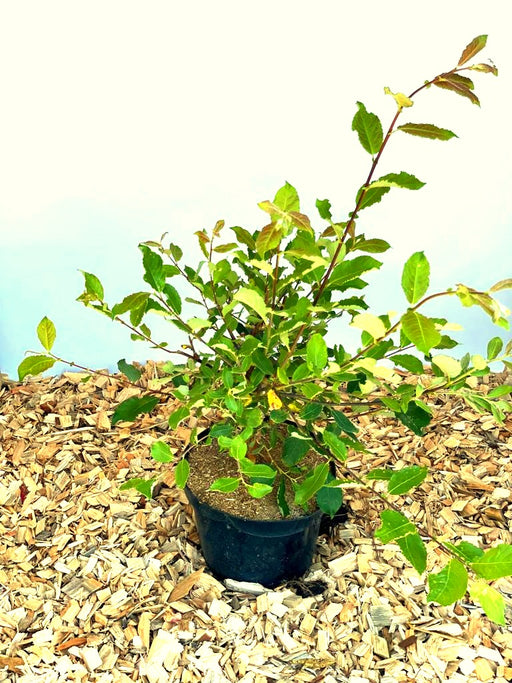 Kätzchenweide Salix Caprea Mas mit grünen Blättern in schwarzem Topf auf Holzspänen vor blauem Hintergrund.