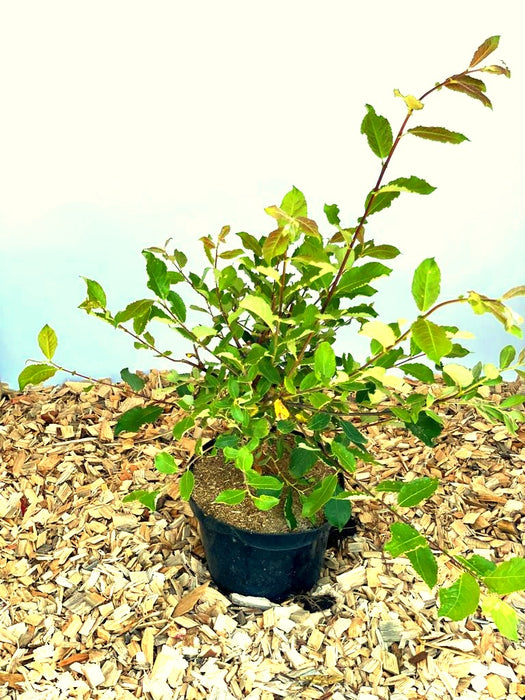 Kätzchenweide Salix Caprea Mas mit grünen Blättern in schwarzem Topf auf Holzspänen vor blauem Hintergrund.