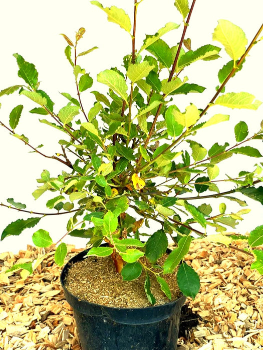 Kätzchenweide Salix Caprea Mas mit grünen Blättern in schwarzem Topf auf Holzspänen vor hellem Hintergrund.