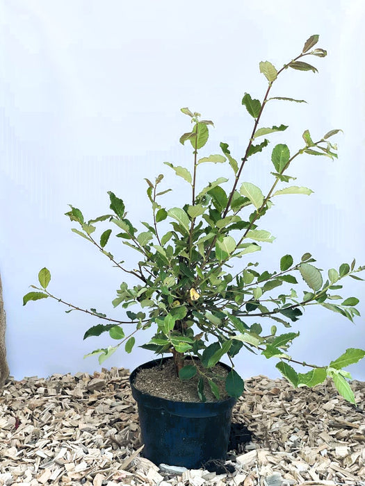 Kätzchenweide Salix Caprea Mas mit grünen Blättern in schwarzem Topf auf Holzspänen vor hellem Hintergrund.