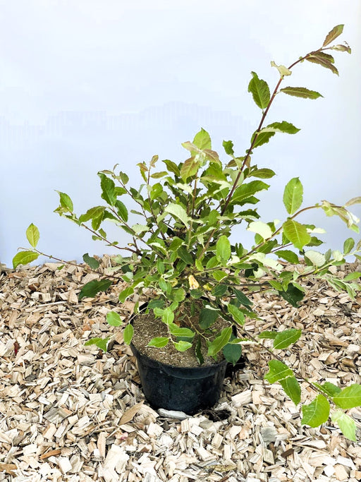 Kätzchenweide Salix Caprea Mas mit grünen Blättern in schwarzem Topf auf Holzspänen vor blauem Hintergrund.