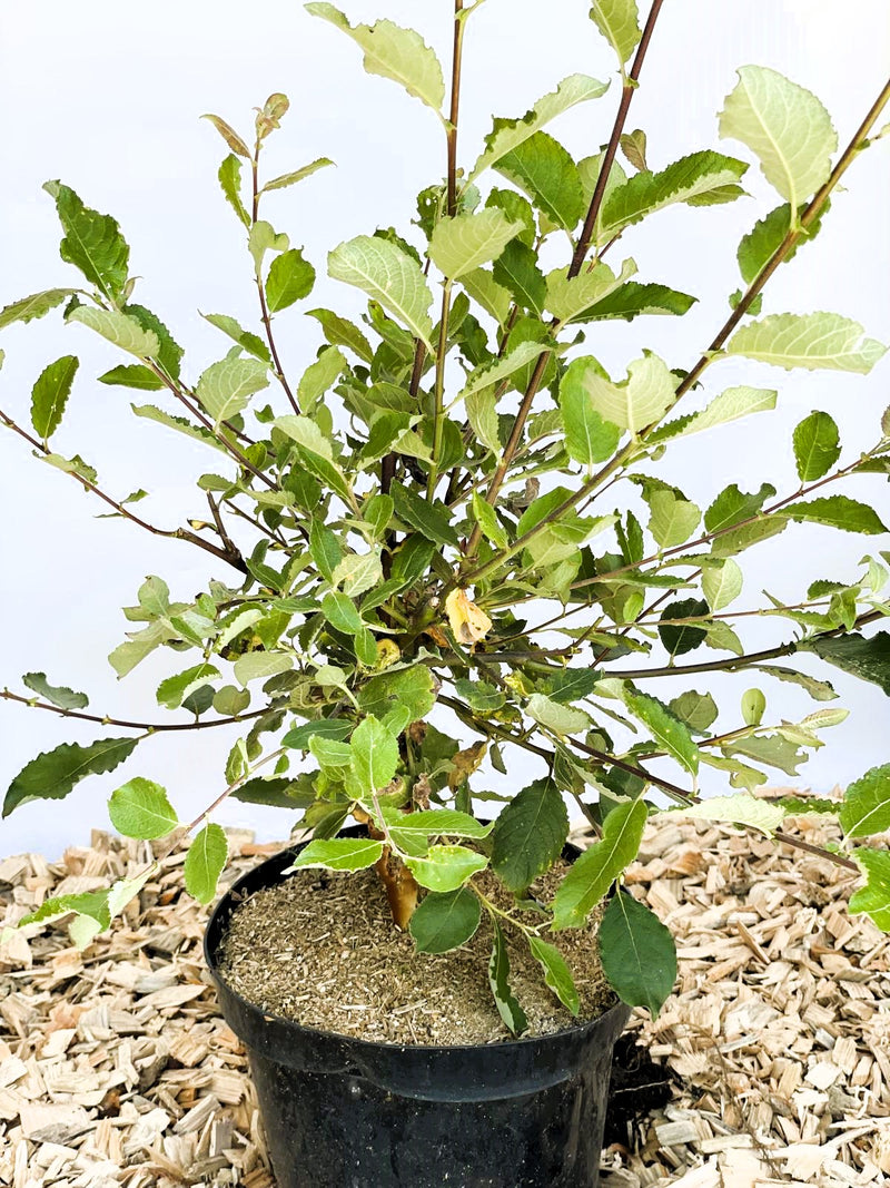 Kätzchenweide kaufen