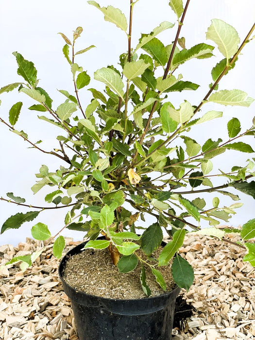 Kätzchenweide Salix Caprea Mas mit grünen Blättern in schwarzem Topf auf Holzspänen vor hellem Hintergrund.