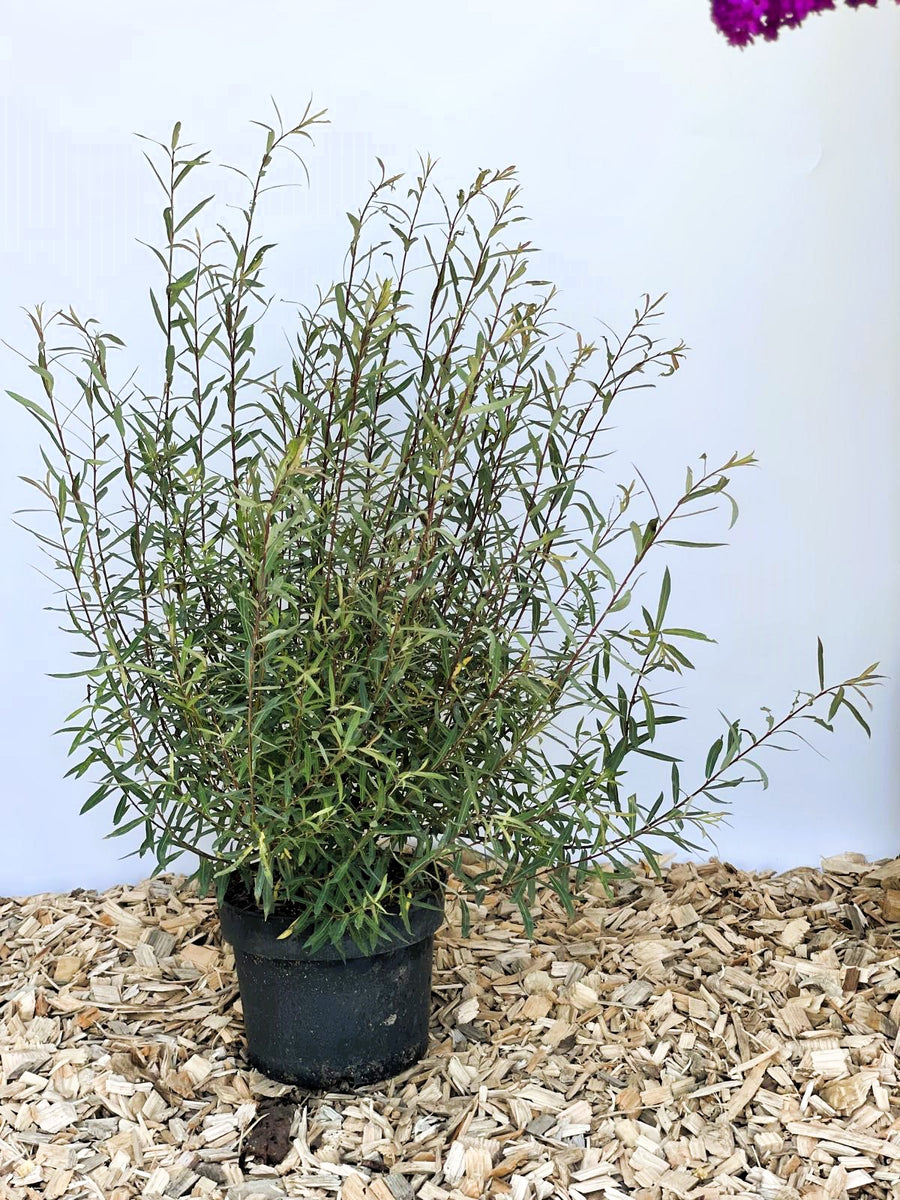 Kugelweide Salix Pupurea Nana mit schmalen grünen Blättern in schwarzem Topf auf Holzspänen vor hellem Hintergrund.