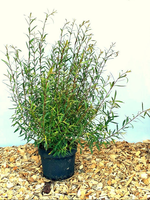 Kugelweide Salix Pupurea Nana mit schmalen grünen Blättern in schwarzem Topf auf Holzspänen vor hellem Hintergrund.