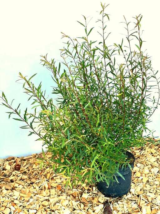 Kugelweide Salix Pupurea Nana mit schmalen grünen Blättern in schwarzem Topf auf Holzspänen vor hellem Hintergrund.
