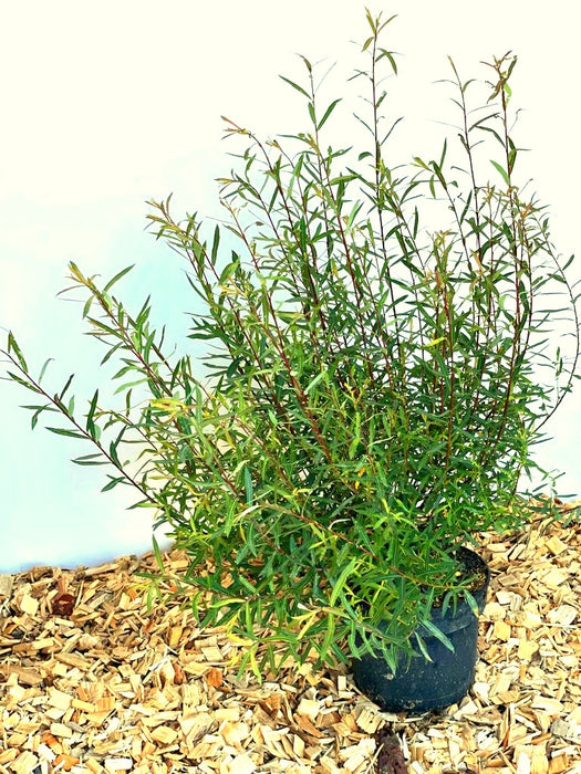 Kugelweide Salix Pupurea Nana mit schmalen grünen Blättern in schwarzem Topf auf Holzspänen vor hellem Hintergrund.