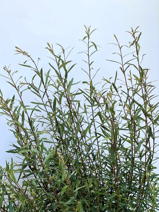 Kugelweide Salix Pupurea Nana mit schlanken grünen Blättern und roten Zweigen vor blauem Himmel.