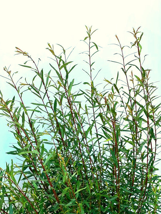 Kugelweide Salix Pupurea Nana mit schlanken grünen Blättern und roten Zweigen vor blauem Himmel.
