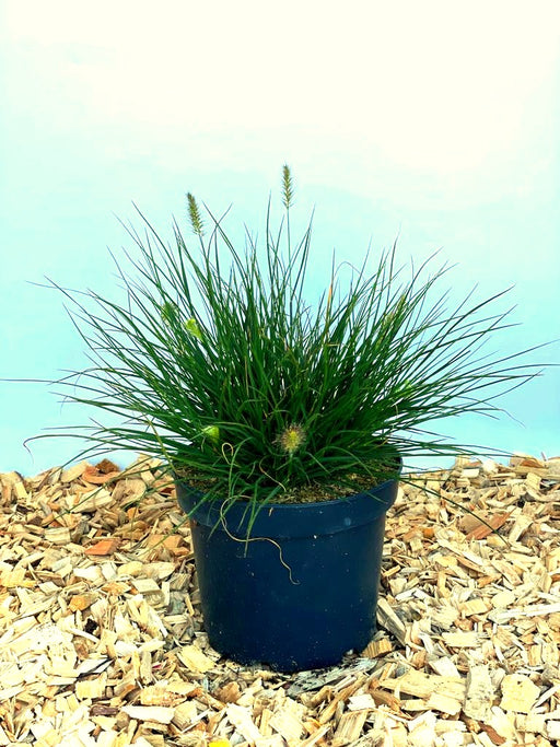 Lampenputzergras Pennisetum Alopecuroides Little Bunny mit grünen Halmen und hellgrünen Blüten in schwarzem Topf auf Holzspänen.