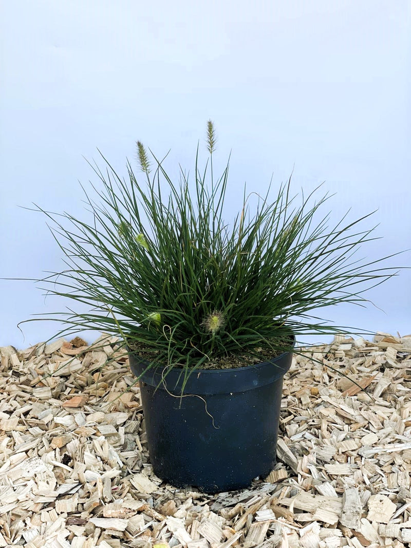 Lampenputzergras Pennisetum Alopecuroides Little Bunny mit grünen Halmen und hellgrünen Blüten in schwarzem Topf auf Holzspänen.