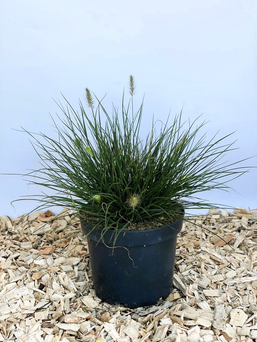 Lampenputzergras Pennisetum Alopecuroides Little Bunny mit grünen Halmen und hellgrünen Blüten in schwarzem Topf auf Holzspänen.