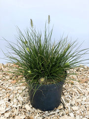 Lampenputzergras Pennisetum Alopecuroides Little Bunny mit grünen Blättern und jungen Blüten in schwarzem Topf auf Holzspänen.