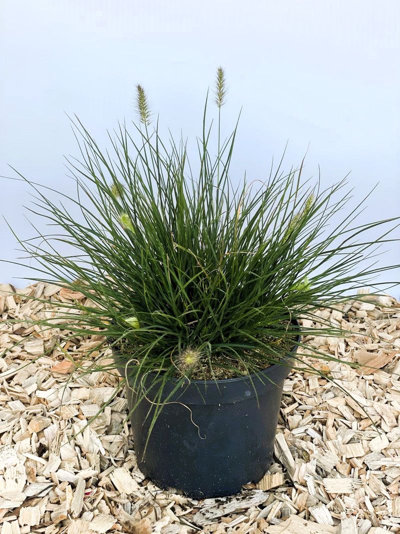 Lampenputzergras Pennisetum Alopecuroides Little Bunny mit grünen Blättern und jungen Blüten in schwarzem Topf auf Holzspänen.
