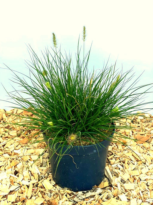 Lampenputzergras Pennisetum Alopecuroides Little Bunny mit grünen Blättern und jungen Blüten in schwarzem Topf auf Holzspänen.