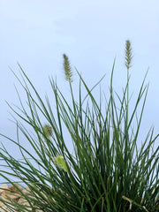 Lampenputzergras Pennisetum Alopecuroides Little Bunny mit grünen Blättern und hellgrünen Blüten vor blauem Himmel.