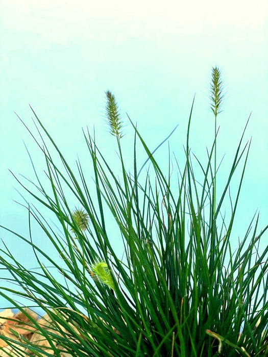 Lampenputzergras Pennisetum Alopecuroides Little Bunny mit grünen Blättern und hellgrünen Blüten vor blauem Himmel.