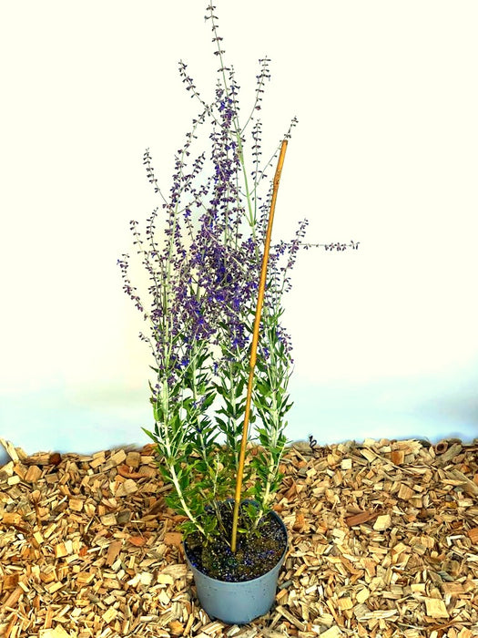 Topf mit Lavendel Perovskia atriplicifolia Little Spire, grüne Blätter und lange Stiele mit kleinen violetten Blüten.
