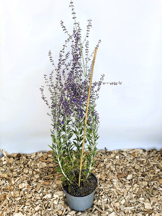 Topf mit Lavendel Perovskia atriplicifolia Little Spire, grüne Blätter und lange Stiele mit kleinen violetten Blüten.