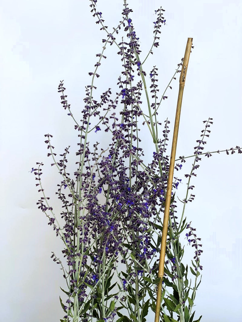 Lavendel Perovskia atriplicifolia Little Spire mit dünnen Stängeln und kleinen violetten Blüten vor hellem Hintergrund.