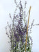 Lavendel Perovskia atriplicifolia Little Spire mit dünnen Stängeln und kleinen violetten Blüten vor hellem Hintergrund.