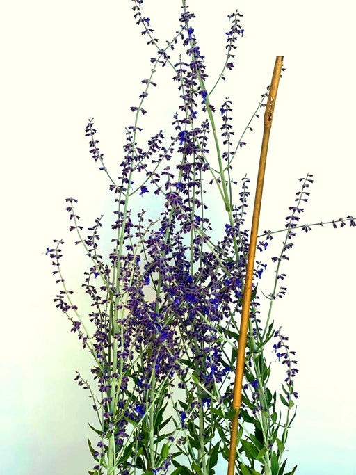 Lavendel Perovskia atriplicifolia Little Spire mit dünnen Stängeln und kleinen violetten Blüten vor hellem Hintergrund.