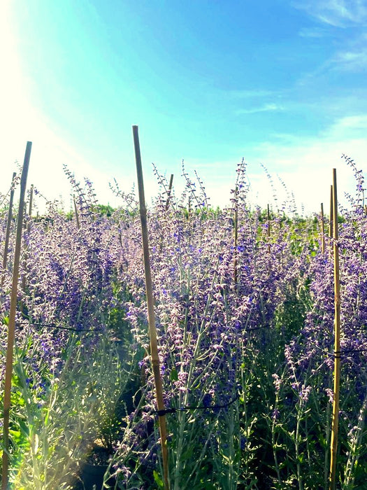 Lavendel Perovskia atriplicifolia Little Spire mit lila Blüten an dünnen Stängeln vor blauem Himmel im Sonnenlicht.