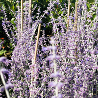 Lavendel Perovskia atriplicifolia Little Spire mit zahlreichen lila Blüten und grünen Blättern, gestützt durch Holzstäbe im Garten.