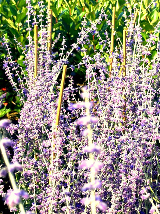 Lavendel Perovskia atriplicifolia Little Spire mit zahlreichen lila Blüten und grünen Blättern, gestützt durch Holzstäbe im Garten.