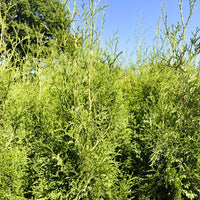 Abendländischer Lebensbaum Thuja Occidentalis "King of Brabant" - Topf-/Containerpflanzen