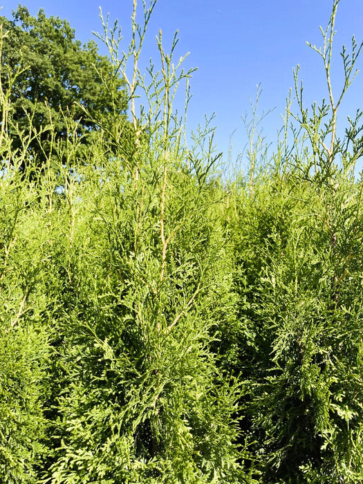Abendländischer Lebensbaum Thuja Occidentalis "King of Brabant" - Topf-/Containerpflanzen