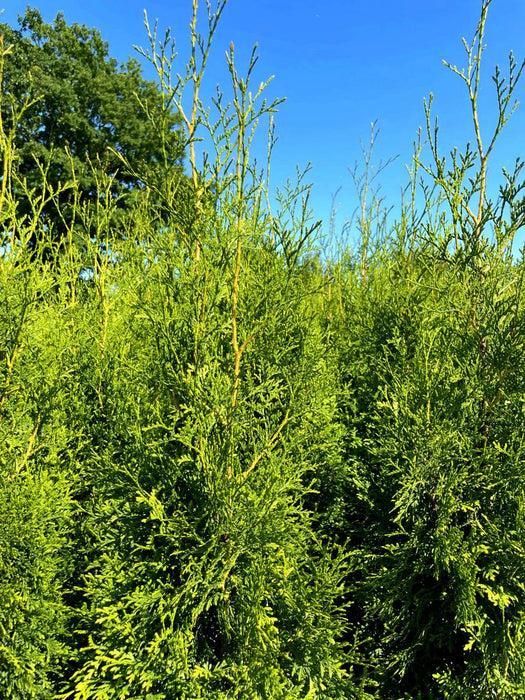 Abendländischer Lebensbaum Thuja Occidentalis "King of Brabant" - Topf-/Containerpflanzen
