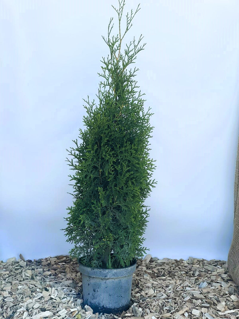 Abendländischer Lebensbaum Thuja Occidentalis "King of Brabant" - Topf-/Containerpflanzen