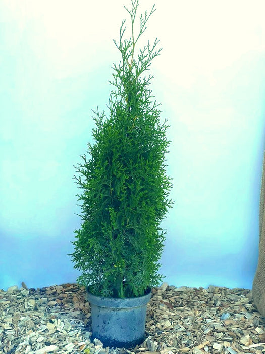 Abendländischer Lebensbaum Thuja Occidentalis "King of Brabant" - Topf-/Containerpflanzen