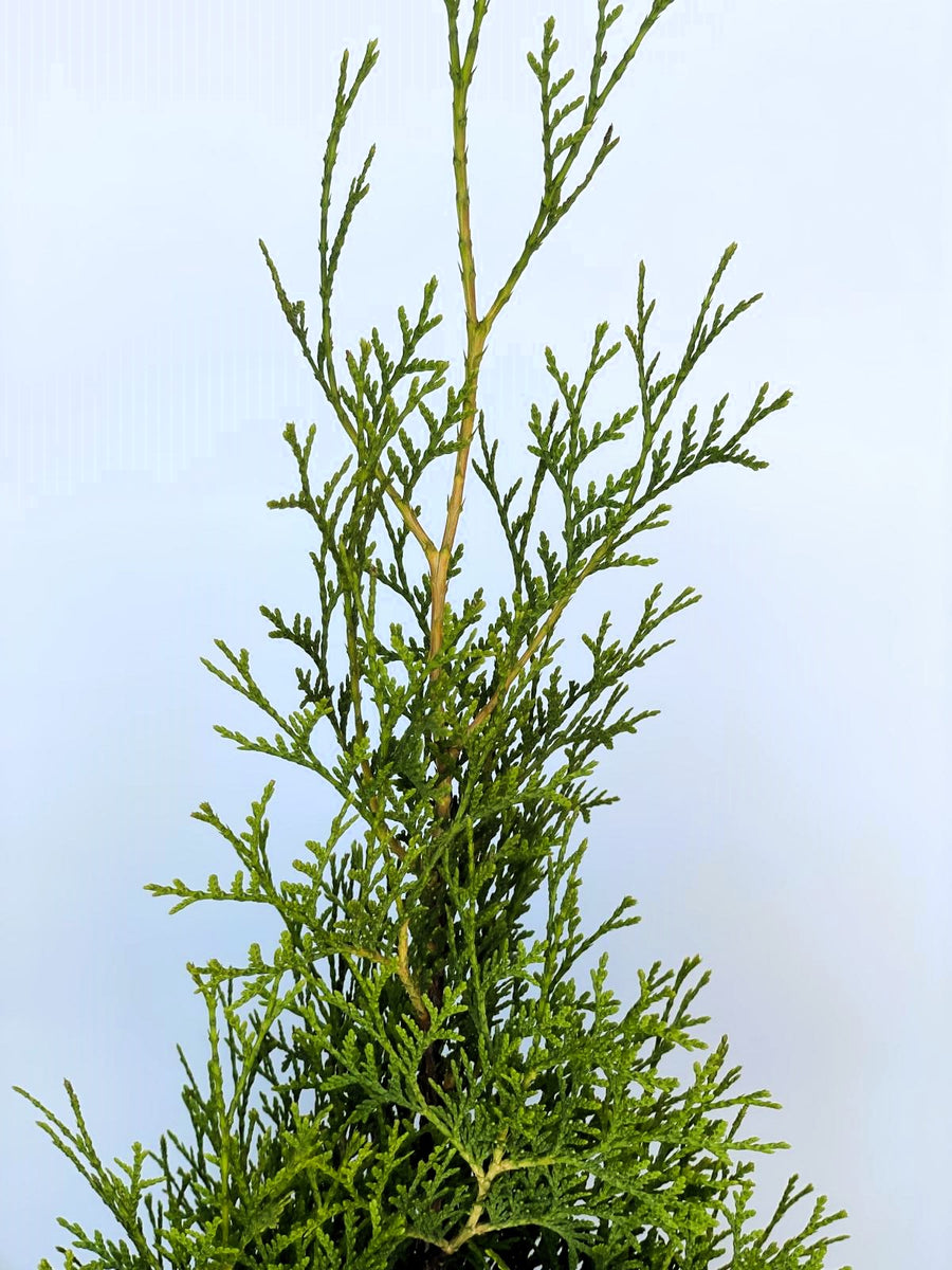 Abendländischer Lebensbaum Thuja Occidentalis "King of Brabant" - Topf-/Containerpflanzen