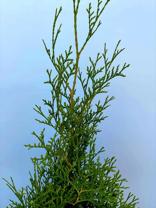 Abendländischer Lebensbaum Thuja Occidentalis "King of Brabant" - Topf-/Containerpflanzen
