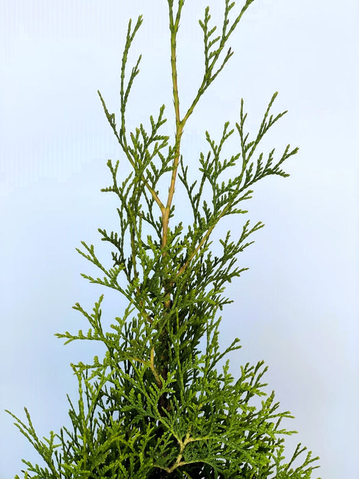 Abendländischer Lebensbaum Thuja Occidentalis "King of Brabant" - Topf-/Containerpflanzen