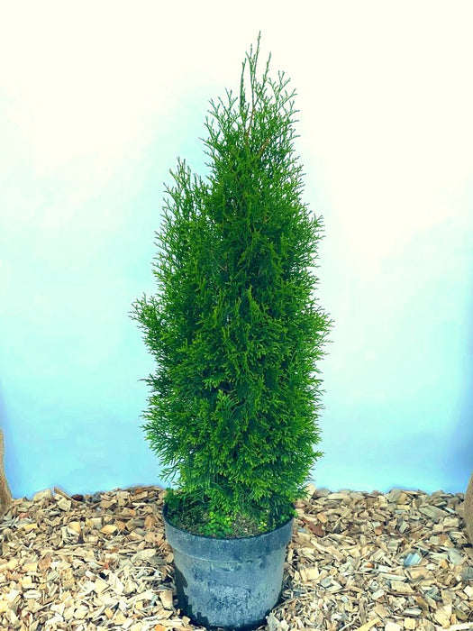 Lebensbaum Thuja Smaragd als Hecke - Topf/Containerpflanzen
