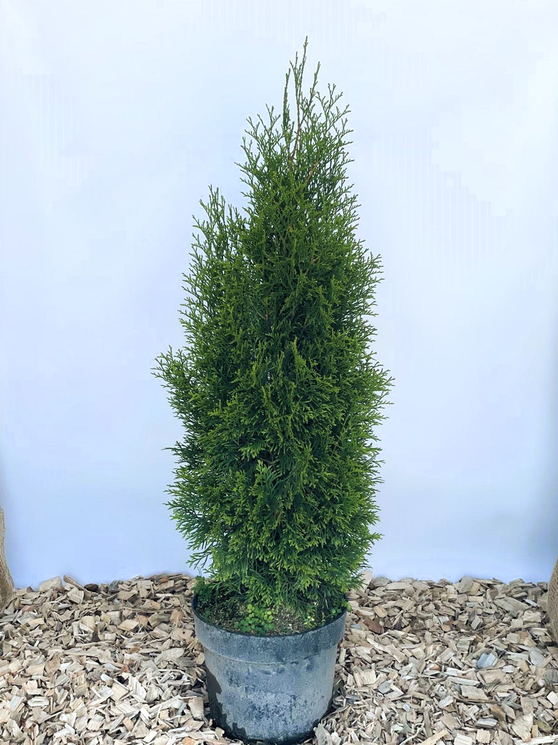 Lebensbaum Thuja Smaragd als Hecke - Topf/Containerpflanzen