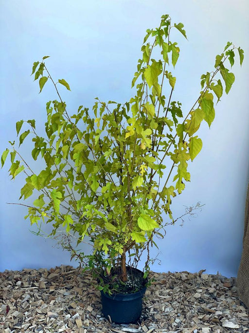 Maulbeere Morus Nigra mit hellgrünen Blättern in schwarzem Topf auf Holzspänen vor hellblauem Hintergrund.