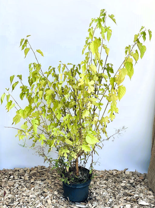 Maulbeere Morus Nigra mit hellgrünen Blättern in schwarzem Topf auf Holzspänen vor hellblauem Hintergrund.
