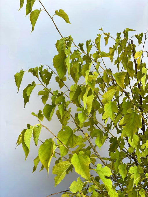 Grüne, gezackte Blätter an dünnen Zweigen vor hellem Himmel der Maulbeere Morus Nigra.