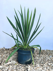 Palmlilie Yucca filamentosa mit langen, spitzen grünen Blättern in schwarzem Topf auf Holzspänen vor blauem Hintergrund.