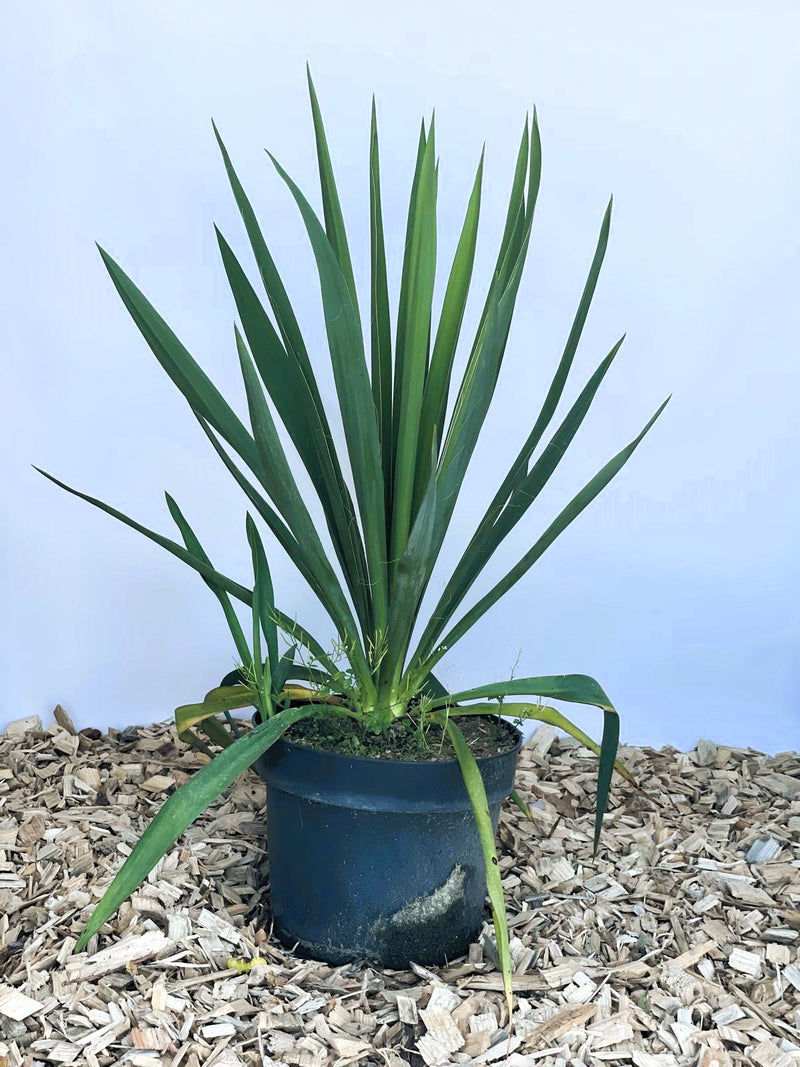 Palmlilie Yucca filamentosa mit langen, spitzen grünen Blättern in schwarzem Topf auf Holzspänen vor blauem Hintergrund.