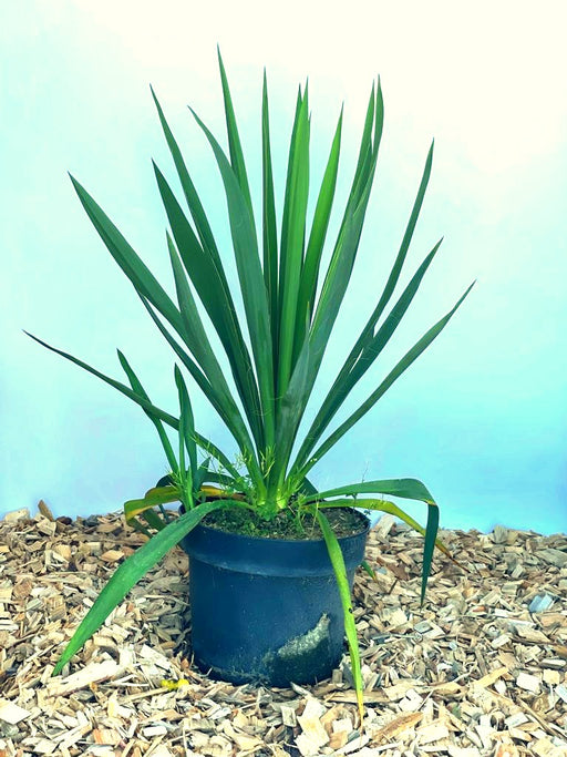 Palmlilie Yucca filamentosa mit langen, spitzen grünen Blättern in schwarzem Topf auf Holzspänen vor blauem Hintergrund.