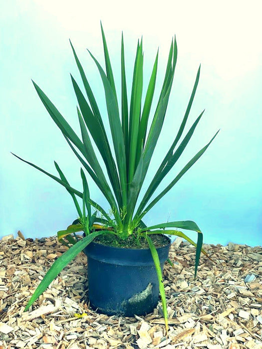 Palmlilie Yucca filamentosa mit langen, spitzen grünen Blättern in schwarzem Topf auf Holzspänen vor blauem Hintergrund.