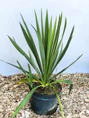 Palmlilie Yucca filamentosa mit langen, spitzen grünen Blättern in schwarzem Topf auf Holzspänen vor hellem Hintergrund.