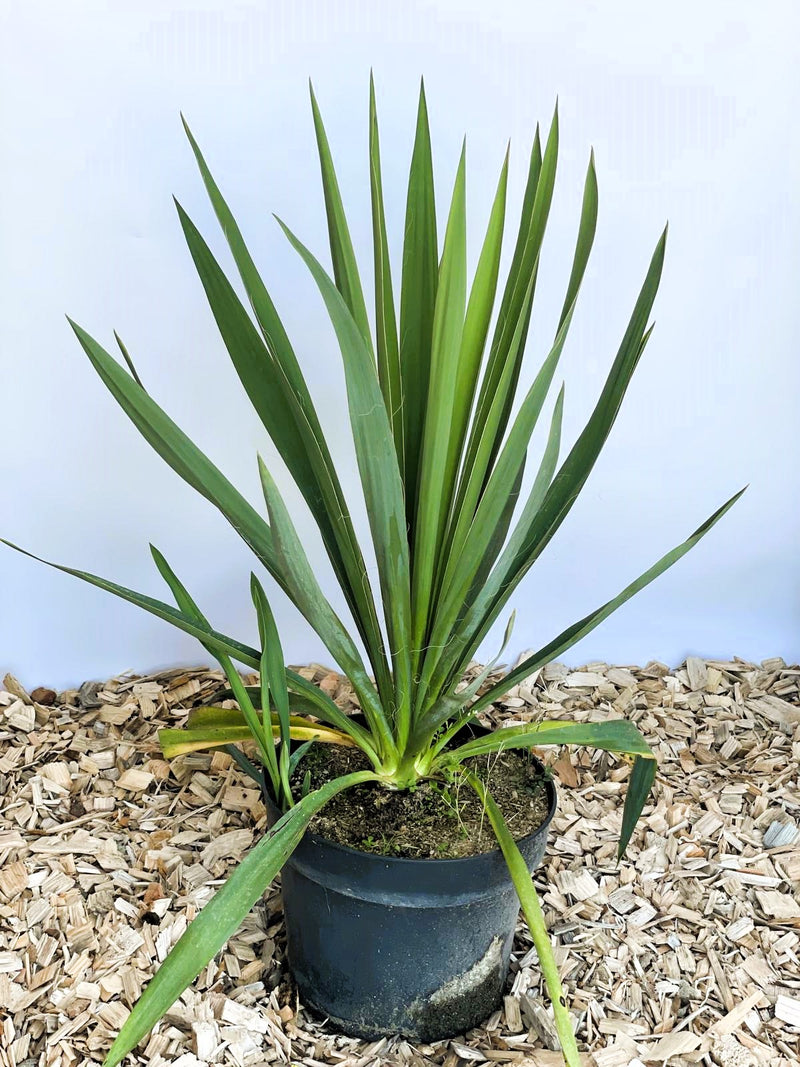 Palmlilie Yucca filamentosa mit langen, spitzen grünen Blättern in schwarzem Topf auf Holzspänen vor hellem Hintergrund.