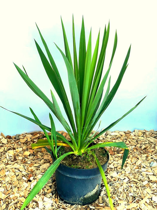 Palmlilie Yucca filamentosa mit langen, spitzen grünen Blättern in schwarzem Topf auf Holzspänen vor hellem Hintergrund.