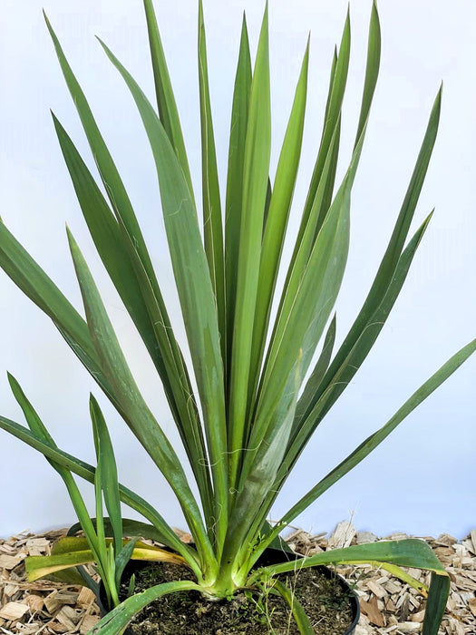 Palmlilie Yucca filamentosa mit langen, schmalen grünen Blättern in einem Topf vor hellem Hintergrund.
